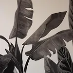 Tropical Boutique Gallipoli